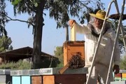 'Azzerata' produzione miele, colpa di siccita' e maltempo