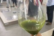 Xylella: primo olio da ulivi resistenti in Salento