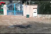Ritrovato il coccodrillo Jack a Orosei