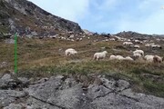 Transumanza delle pecore in Alto Adige