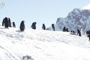 Venti gradi in Antartide, innalzamento mari piu' vicino