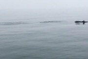 Veneto, avvistati delfini. Complici acque calme e poche imbarcazioni