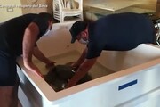 Due tartarughe caretta caretta liberate in Sardegna