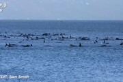Australia, settanta balene spiaggiate in Tasmania