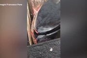 Morta la balena rimasta bloccata nel porto di Sorrento