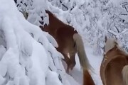 Castelluccio a Norcia, spettacolare transumanza di cavalli nella neve
