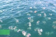 Trieste, le meduse invadono il mare del golfo