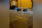 Torino, cinghiali avvistati in via Villa della Regina