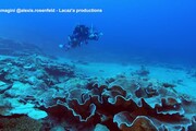 La barriera corallina e' a forma di rose, la scoperta dell'Unesco a Tahiti