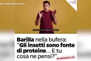 Insetti nella pasta, Salvini ironizza sul video di Barilla