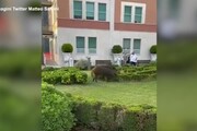 Due cinghiali passeggiano nei giardini dell'ospedale Villa San Pietro a Roma