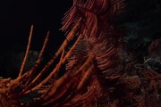 Nuove specie scoperte nelle montagne sottomarine al largo del Cile (fonte: Schmidt Ocean Institute)