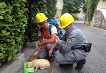 Un volontario della Lav insieme con un'operatrice del Corpo forestale dello Stato in aiuto di animali dopo il sisma in centro Italia (ANSA)