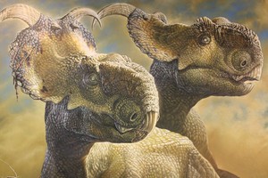 I dinosauri avevano i crani decorati, sfoggiavano corna, creste e protuberanze (fonte: James Havens) (ANSA)