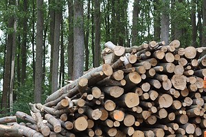 Al via consultazione per rispetto criteri sostenibilità biomasse forestali (ANSA)