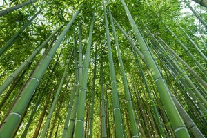 Bambù (ANSA)