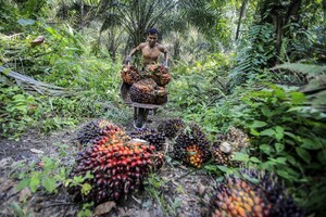 Competere, 'l'olio di palma in controtendenza su deforestazione' (ANSA)