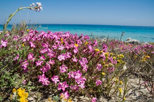 Isole - Mediterraneo - Formentera (ANSA)