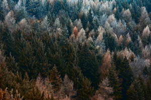 Lo sfruttamento delle foreste per produrre energia resta punto di scontro in Europa (ANSA)