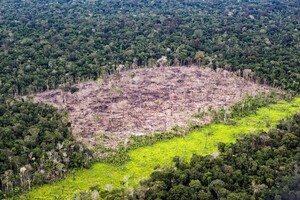 Da soia a gomma, stretta Ue sull’import da deforestazione (ANSA)