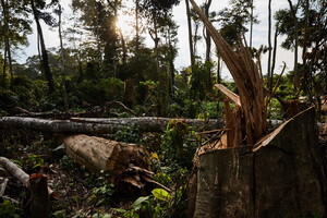 Primo ok Eurocamera a stretta su deforestazione 'importata' (ANSA)