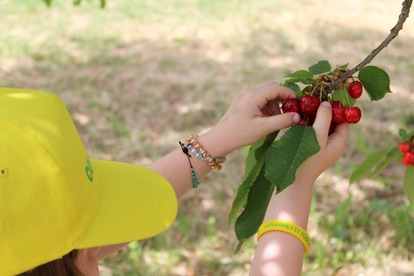 L'Ue riconosce la ciliegia di Lari un prodotto Igp Prodotta in Toscana