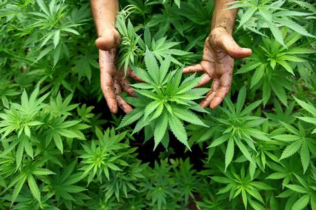 In Parlamento proposta bipartisan sulla legalizzazione della marijuana © ANSA 