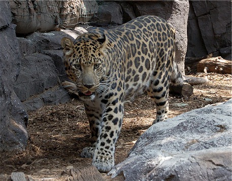 Ritrovato e catturato leopardo fuggito da zoo © Ansa