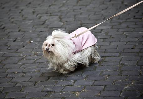 Un cane a passeggio nel centro storico di Roma © ANSA 