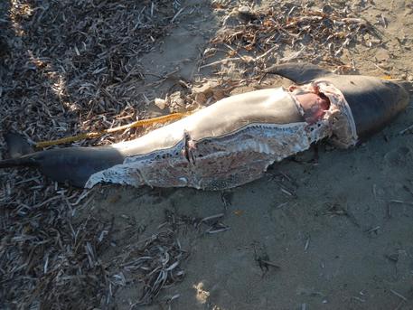 Carcassa cucciolo di delfino in spiaggia dell'Oristanese © ANSA