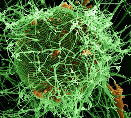 Allarme scienziato che ha scoperto il virus, Ebola sta per arrivare in Cina © Ansa