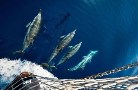 Cetacei nord Sardegna © ANSA