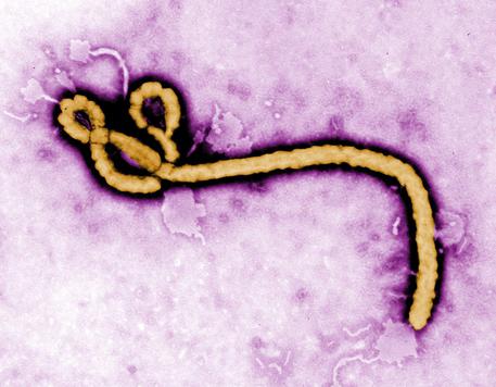 Il virus Ebola © ANSA 