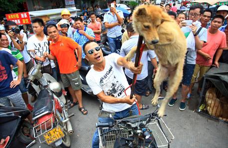 Activists try to save dogs ahead of the dog meat festival in Yulin city © EPA