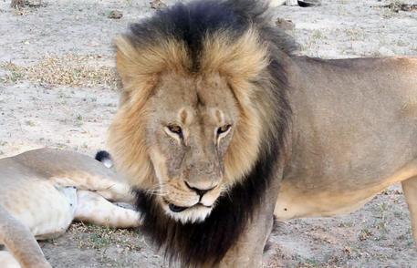 Il leone ucciso dal dentista americano © AP