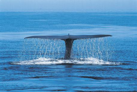 Blue whale balenottera azzurra © ANSA