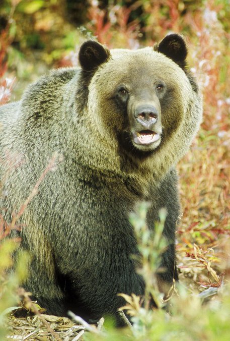 Yellowstone, uccisa orsa che ha mangiato escursionista © ANSA