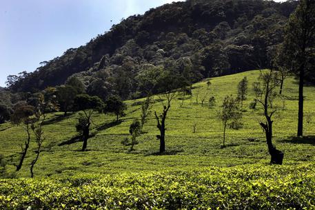 Una veduta della piantagione di te' verde Loolkandura inaugurata da James Taylor in Scozia nel 1867 e poi esportata nello Sri Lanka © ANSA 