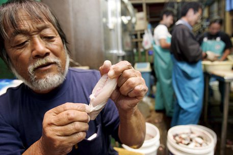 A Japanese chef with pufferfish (foto: ANSA)