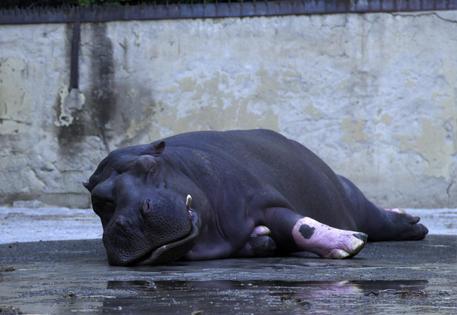 L'ippopotamo sedato © AP