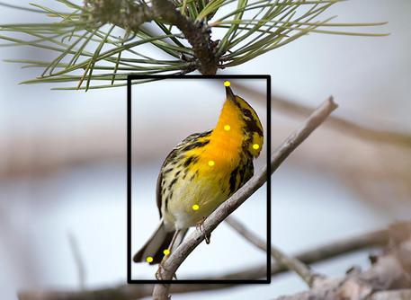 Birdwatching, pc e app 'scoprono' specie © ANSA