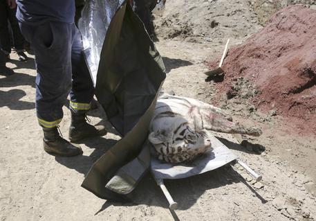 A white tiger shot dead in Tbilisi after it had attacked a man © EPA