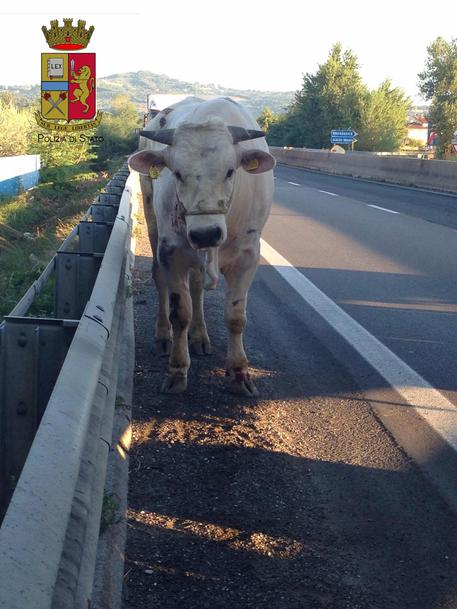 Un toro a spasso in superstrada, E45 bloccata per due ore © ANSA