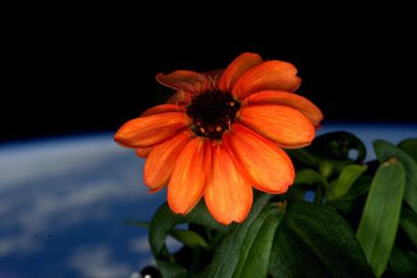Primi raggi del sole per il fiore sbocciato nello spazio (fonte: Scott Kelly, NASA) © Ansa