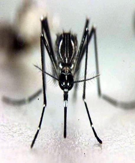 Una zanzara del genere Aedes in un'immagine d'archivio. Varie specie di Aedes sono vettori di virus © EPA