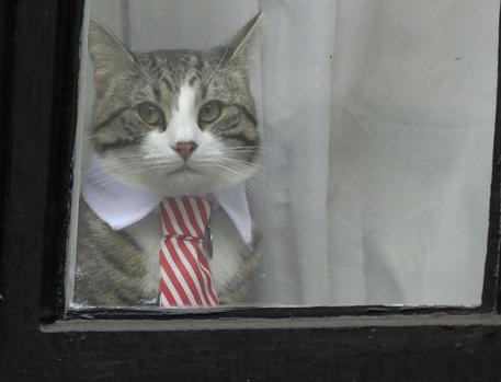 Il gatto di Assange © AP