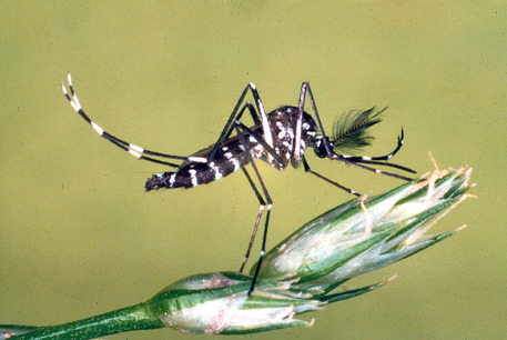 Maschio di zanzara tigre (Aedes albopictus) (fonte: Sapienza, Università di Roma) © Ansa