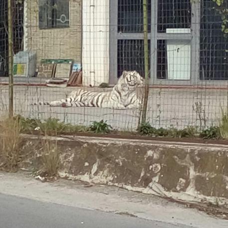 Tigre fuggita: in area circondata da recinzione © ANSA
