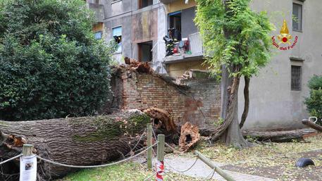 L'albero ad alto fusto che è finito addosso a un'abitazione © EPA