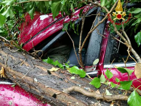 Maltempo: albero su auto all'Elba, ferite lievi per 2 donne © ANSA